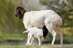 肉羊异食癖（羊吃土吃塑料纸等）的病因及防治技术图片