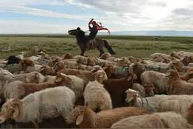 养蜂女为何没有嫁给可可托海的牧羊人？爱情与面包，选择太难了图片