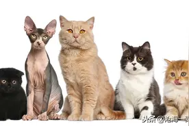 故事：古代志怪故事：猫怪三则图片