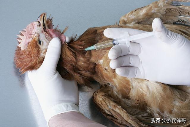 小苏打治疗鸡皮肤