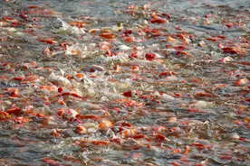 非洲土著鱼入侵！泛滥成灾！扩张步伐极快，多地已沦陷图片