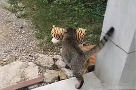 老远见猫咪叼了个东西回来，主人有点儿好奇，凑近后露出姨母笑图片