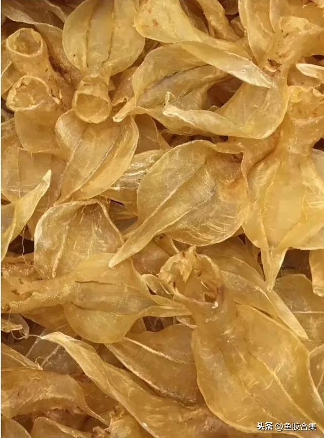 蜘蛛肚花胶 2026年蜘蛛花胶价格,做法,功效及图片大全