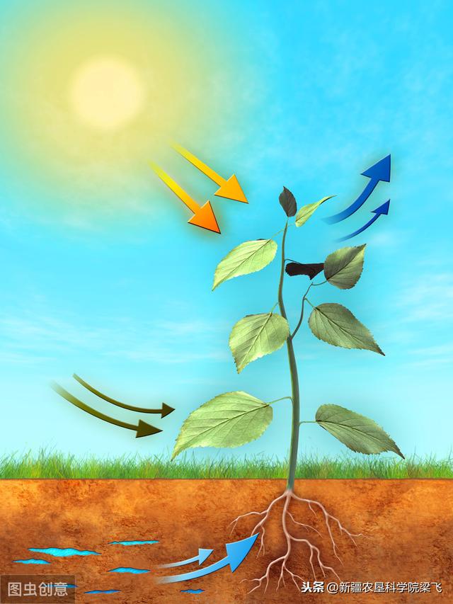 铁在玉米中的作用，如何在滴灌玉米中科学施用铁