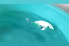 网红仿真跳跳鱼摇摆鱼自制儿童游泳玩具抖音同款电动玩具图片