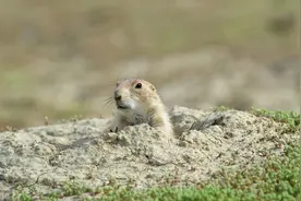 陷入“打地鼠怪圈”？3招，给自己穿上“铠甲”成为“王者荣耀”图片