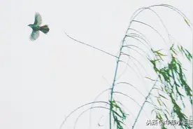 古诗《风》李峤，原文、译文及赏析，附《跟康爸学古诗》朗诵视频图片