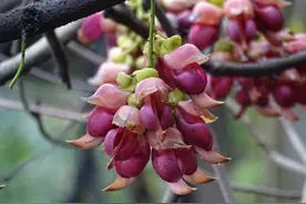 春游赏花： 清远牛鱼嘴禾雀花进入最佳观赏期图片