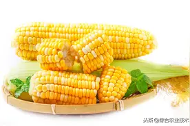 种植水果玉米效益高，那么咋种水果玉米才能既好吃又有好的收成呢图片