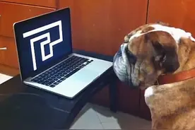 主人放恐怖片给狗看，它的反应可太好笑了：给个眼神自行体会图片