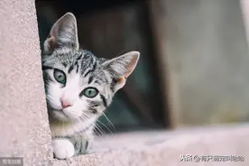 猫是水做的？盘点一下喵星人的这些神奇超能力图片