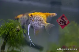 如何养燕鱼？图片