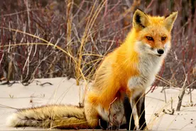 故事：明朝年间，老人救下一只蓝狐，数年后蓝狐报恩图片