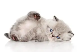 猫咪正常的母性行为图片