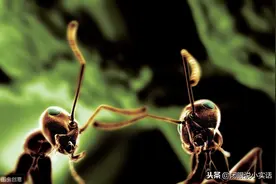 蚂蚁为什么可以向后行走？关键在于它的反向轨迹和路径集成能力图片