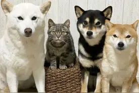 当一只猫被三只柴犬保镖护着，猫生不要太幸福了图片