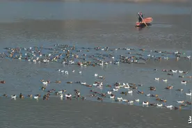 1200多只鸭子死亡，损失8万多元！养殖户称玉米饲料霉变所致提起诉讼，法院驳回诉讼请求，因为啥？图片