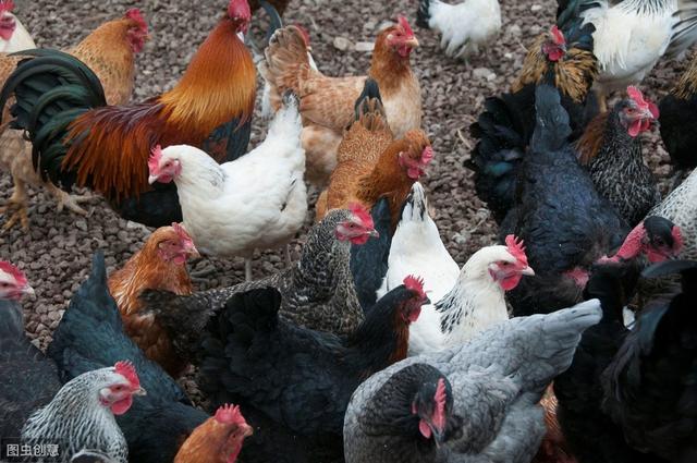 催肥绝招，教你在家自制氨基酸催肥剂，一年多挣上万元