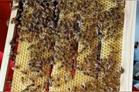 巢脾裂开的三大原因图片