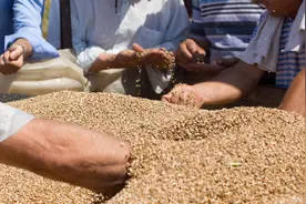 粮贩子如何偷秤？靠这6种方式，赚了不少钱！农民被坑还帮着数钱图片