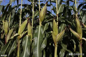 优质糯玉米高产种植技术，种植达人来支招，保证大丰收图片