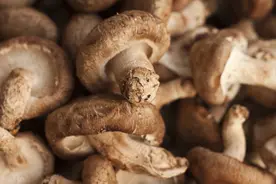 香菇代料栽培，不可忽视的小技巧，值得收藏图片