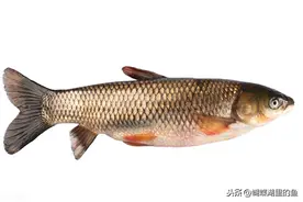 草鱼饲料与营养需求研究进展图片