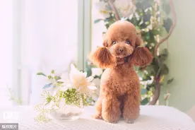 柯基犬好养吗柯基犬多少钱一只？这6种狗狗的体型小但价格不便宜图片