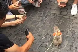 女子牵着土拨鼠遛弯，路人纷纷拿出手机对着拍：小东西真别致图片