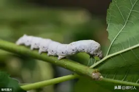 养夏蚕喂食桑叶后出现中毒症状该怎么办？5个步骤可供养殖户参考图片