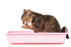 猫咪乱拉乱尿，可能是不爱这款猫砂，主人选择猫砂要注意4个要点图片
