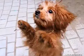 为了有个家，流浪狗极力讨好人类，被宠物狗驱赶也不愿离开图片