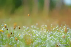 愿我们每一天都是岁月无恙的好时光，时刻充满灿烂的阳光图片