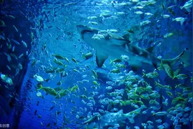 北京海洋馆6月5日重新开放 可网络预约实名购票 入馆需携带本人身份证图片