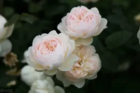 秋风迟语，何事悲欢，当年华老去，我在时间尽头等你图片