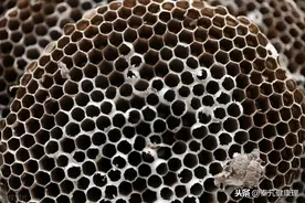 每日一药——露蜂房图片