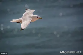 暴风雨中的挑战者——读《海燕》有感图片