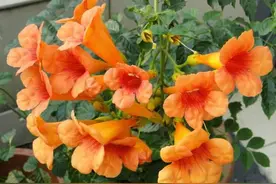 两棵“凌霄花”，长了20年，花一开，惊艳整个夏天！似梁祝再现图片