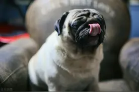 巴哥舔你，可不单是喜欢你哦，还有这几种含义图片