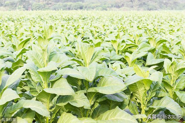 烟草的种植技术很重要，懂得这些方面，就可以种好