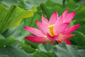 桃花在诗词中代表了什么？这四大意象，颂出千古名诗，惊艳世人图片