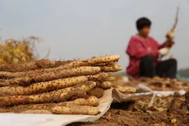 山药大量上市，关于山药的小秘密，你应该知道，请告诉身边的朋友图片