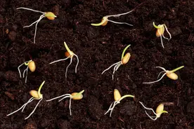 春季小麦追肥时间及方法，小麦管理浇水非常重要图片