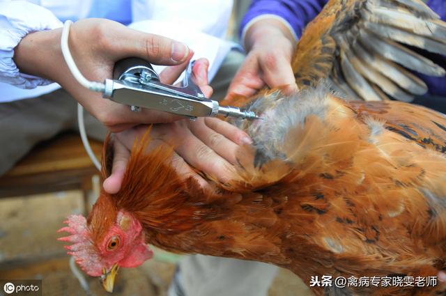 关于家禽免疫，一般兽医不会告诉你的8件事