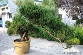 “昂贵”的树不用买！自己剪根枝条，埋土里长成盆景，太赚了图片