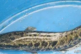 干涸池塘挖鱼是真的吗？为什么？图片