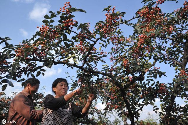 花椒采收的时间、方法、注意事项及采摘后的管理