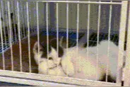 见过这么妩媚的猫吗，难道猫星人真的要变成人，今日搞笑图片汇总图片