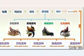 尘埃落定！最新研究正名，家鸡真的起源于中国，意义又何在？图片