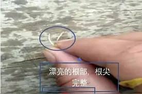 小龙虾、河蟹养殖池塘中，水草的大动脉在哪里？知道你就会保草！图片